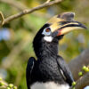 Anoriental pied hornbill (Anthracoceros albirostris)