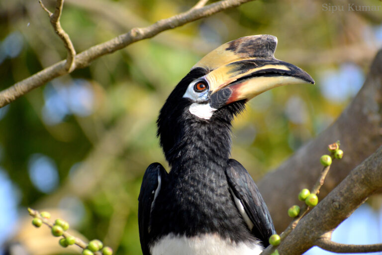 Anoriental pied hornbill (Anthracoceros albirostris)