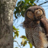 An owl in Yogyakarta