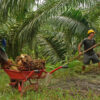 Yuliana and Singapue, workers in an oil palm plantation