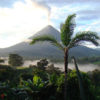 A palm tree stands tall in a forest in Costa Rica.