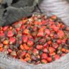 Oil palm kernels
