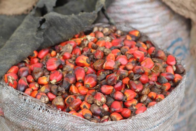 Oil palm kernels