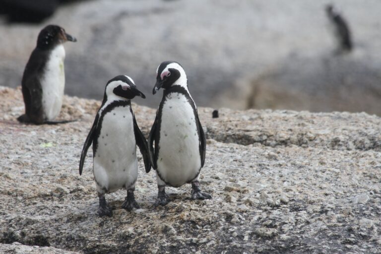 The endangered African penguins (Spheniscus demersus)