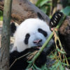 A giant panda, a species endemic to China, which has benefited from extensive conservation funding and efforts.