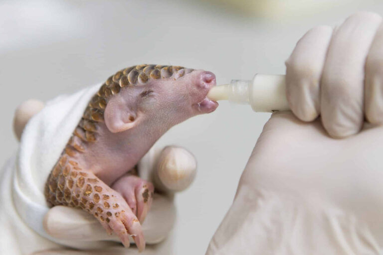 Pangolin pup. Courtesy of the Pangolin Conservation Fund.