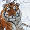 A tiger in Russia. Image courtesy of Panthera.