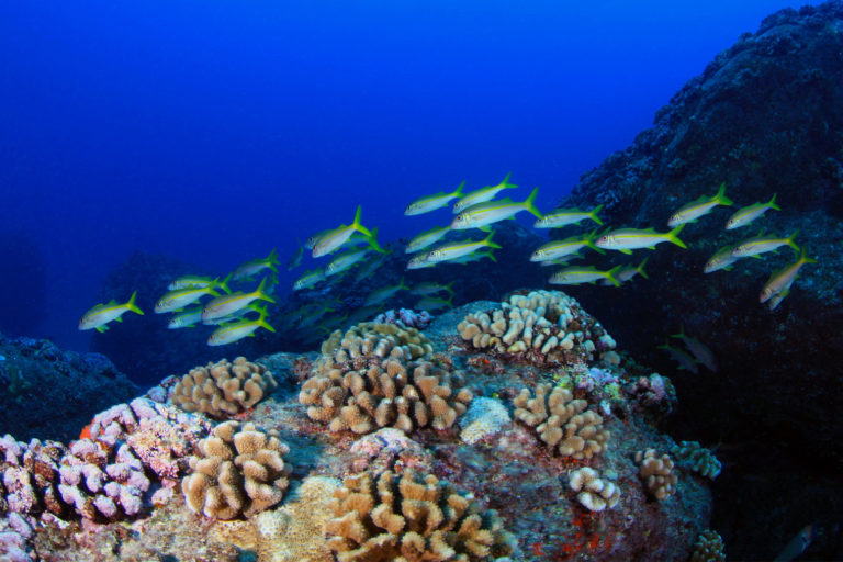 Goatfish in a coral reef.
