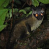The cat-sized Philippine palm civet (Paradoxurus philippinensis).