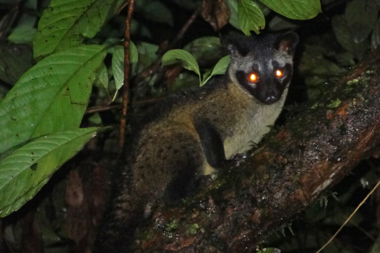The cat-sized Philippine palm civet (Paradoxurus philippinensis).