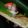 Partula snail reintroductions organized by London Zoo