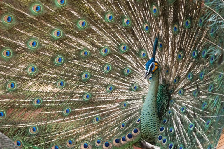 Green peafowl