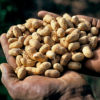 A handful of peanuts.