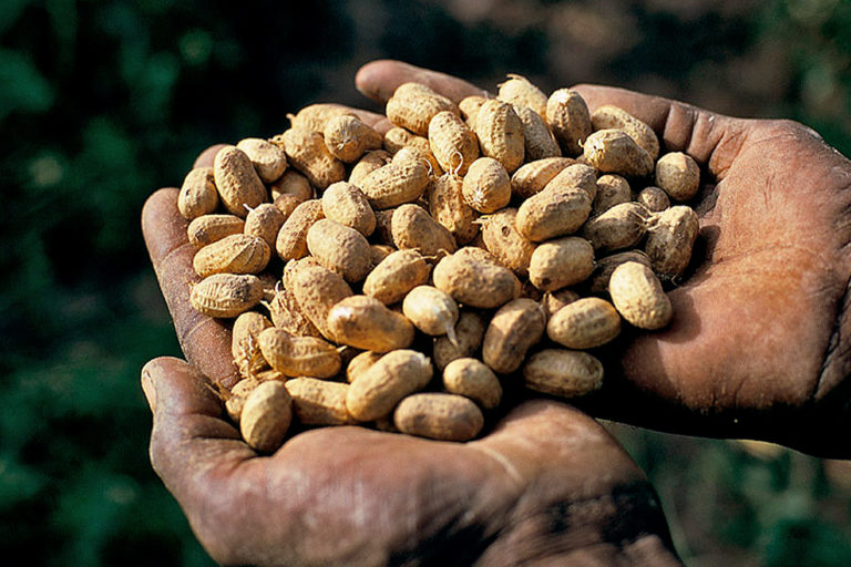 A handful of peanuts.
