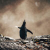 A penguin.