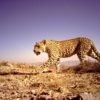 A persian leopard. Image via Peoples Trust for Endangered Species.