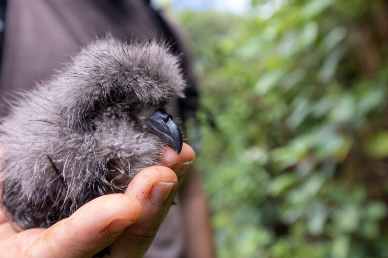 Petrel chick in the Galapagos. Photo credit: James Muchmore