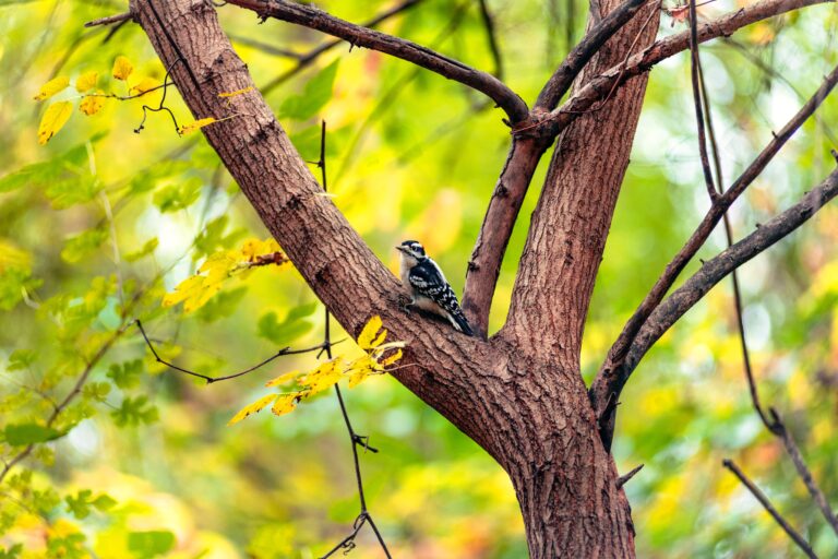 Woodpecker Sitting in Tree in Forest