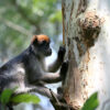 Red colobus monkey in Uganda. Image by Julie Kearney Wasserman via U.S. National Science Foundation.