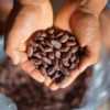 cocoa beans