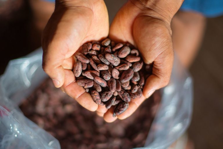 cocoa beans