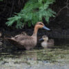 A Philippine duck and ducklings in a wetland in the Philippines.