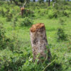 Trees illegally cut down for firewood in the Zamay forest reserve by Nigerian refugees.