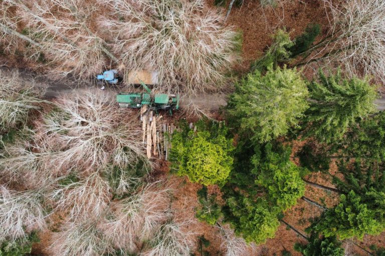 A mobile chipper making short shrift of freshly felled centenary beech trunks to produce wood chips that are burned “green,” with up to 50% moisture, in a local district heating system in February 2022.
