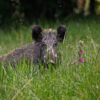 A wild pig (Sus scrofa).