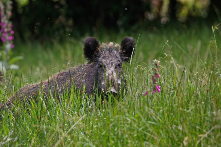 A wild pig (Sus scrofa).