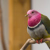 A pink-headed fruit dove.
