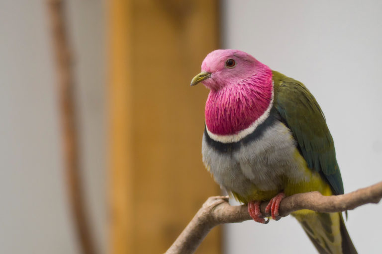 A pink-headed fruit dove.