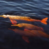 Pink river dolphins.