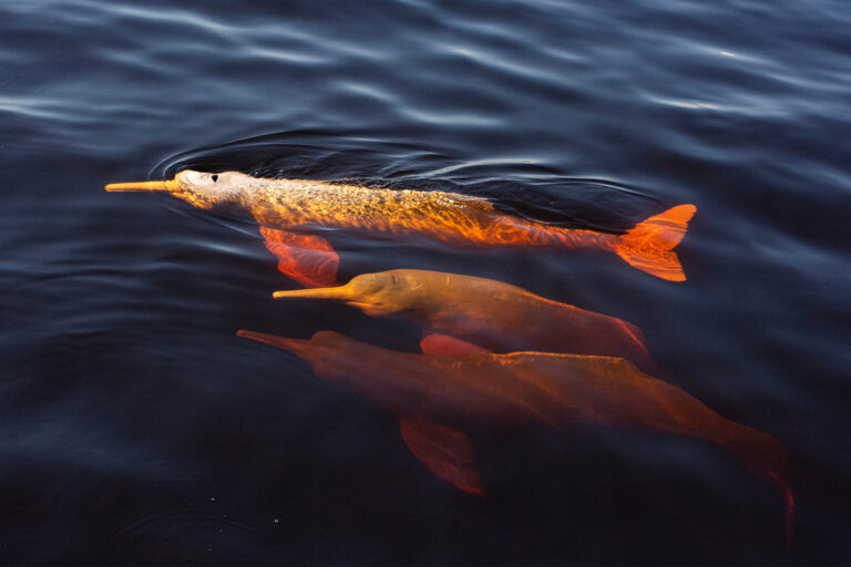 Pink river dolphins.