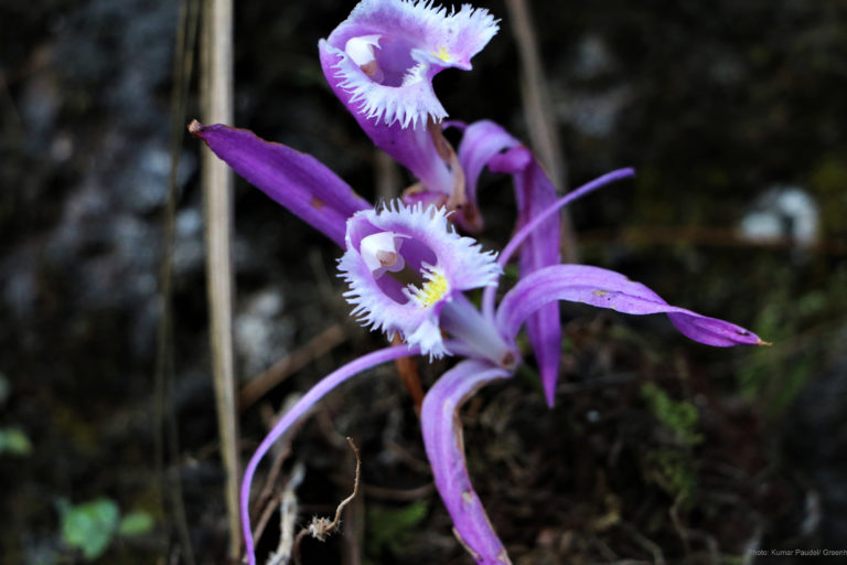 Pleione praecox flowers.