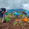 Potato farmers at the foot of Mount Kerinci.