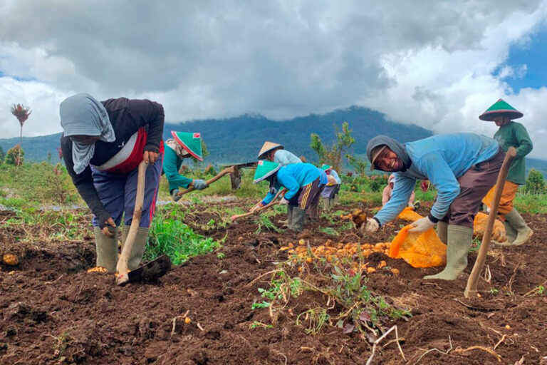 Potato farmers at the foot of Mount Kerinci.
