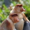 Two male proboscis monkeys in Malaysian Borneo.