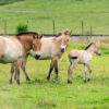 Przewalski horses and foal at ZSL's conservation Zoo at Whipsnade.