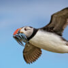 A puffin with a beakful of sand eels. Dogger Bank has a unique biodiverse ecosystem rich in sand eels that supports North Sea food webs, including seabird populations. Image by Steve Higgins via Flickr (CC BY-NC-ND 2.0).