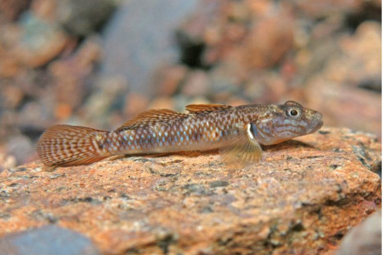 Goby