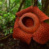 Rafflesia flower.