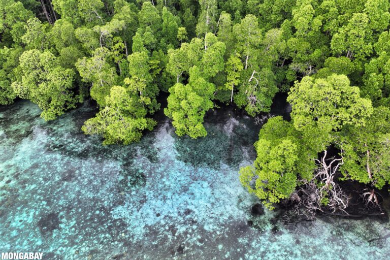 Mangroves in Raja Ampat. Photo credit: Rhett A Butler