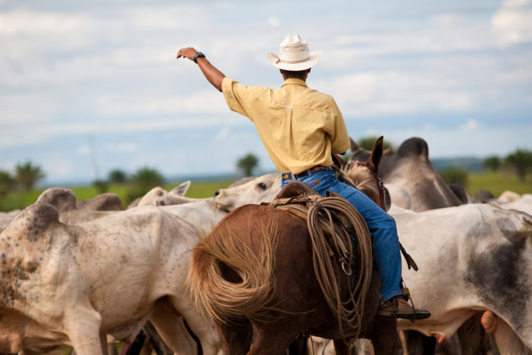 Ranchers who received customized training made more sustainable changes to their properties, including pasture restoration, that led to both economic and environmental benefits, researchers say.