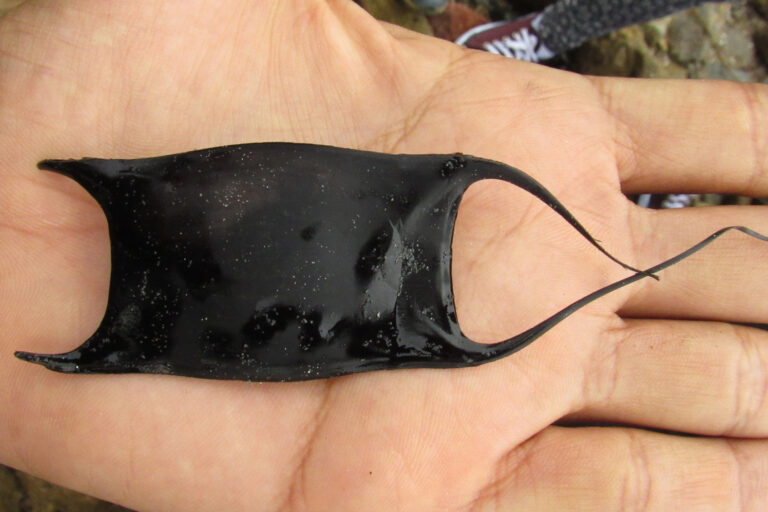 A washed-up egg case of a ray.
