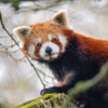 A red panda.