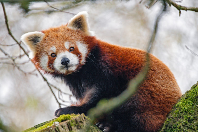 A red panda.