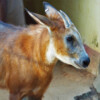 The red serow is called bon chagol in Bnagladesh