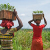 Women carrying saplings.