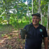 Employee from the MESCOT reforestation initiative showing a sapling in Sabah, Malaysia